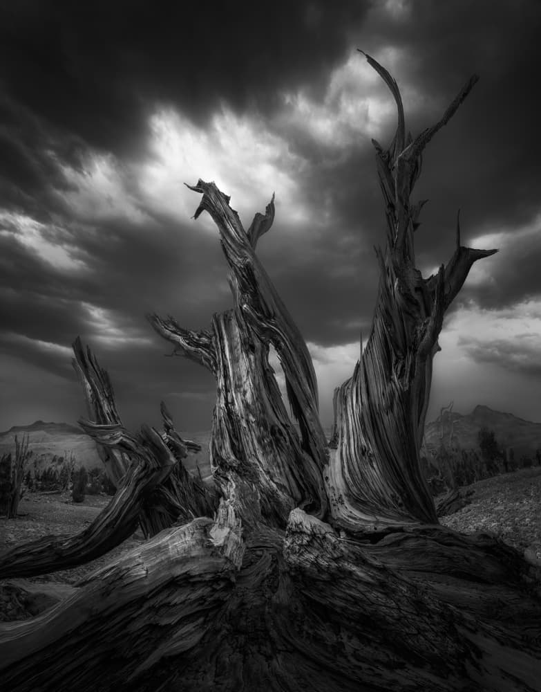 Twisted Ancient Tree by Aidong Ning — canvas wall art