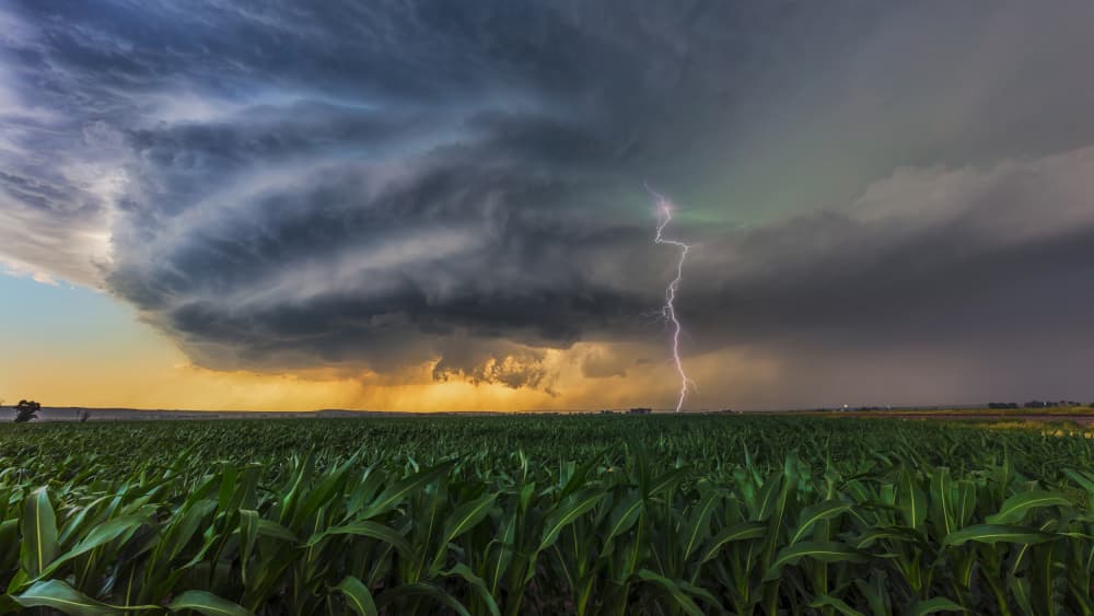 Lightning Over Cornfield by Jun Zuo — canvas wall art
