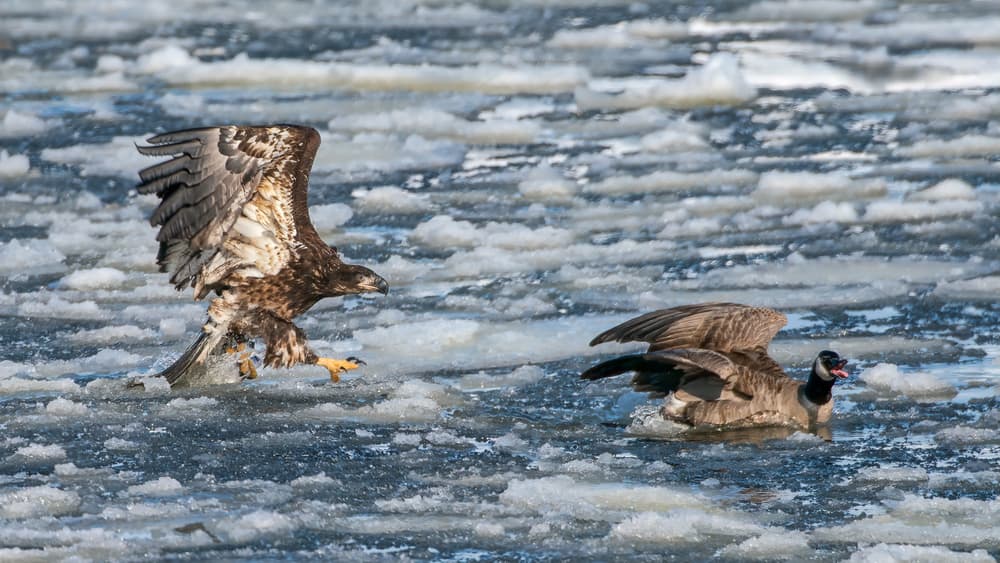 Winter Eagle Goose Chase by John Fan — canvas wall art