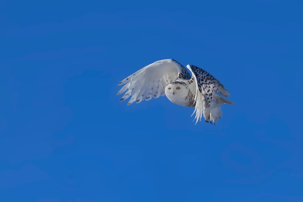Snowy Owl In Flight by Phillip Chang — canvas wall art