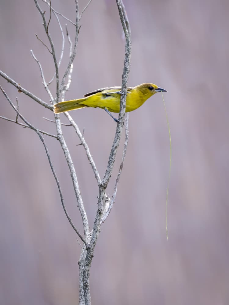 Yellow Bird Nesting Grass by Xiaohong Zhang — canvas wall art