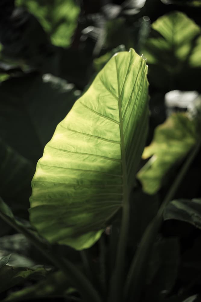 Jungle Glow by Shot by Clint — canvas wall art
