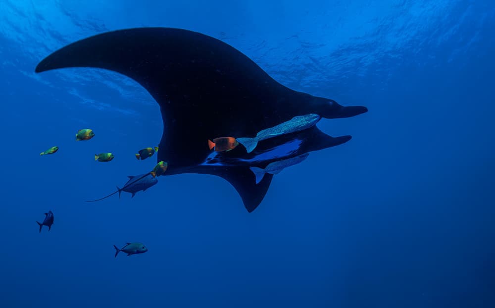 Manta Ray Blue Ocean by Jennifer Lu — canvas wall art