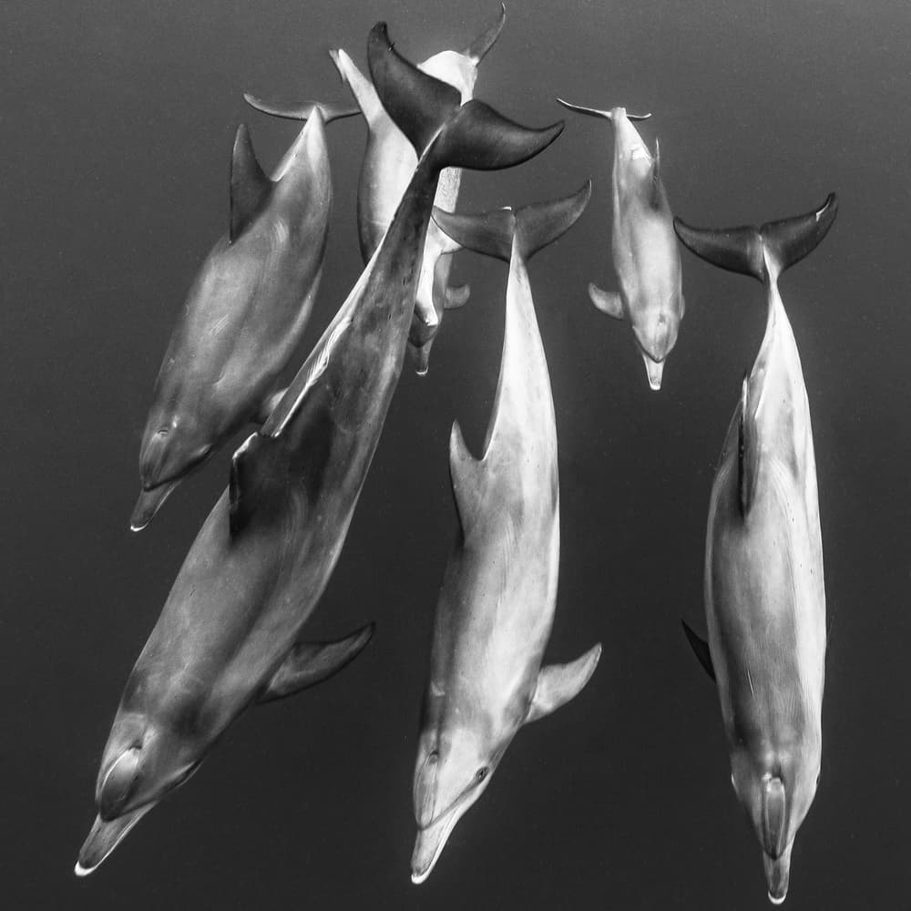 Graceful Ocean Dolphins by Serge Melesan — canvas wall art
