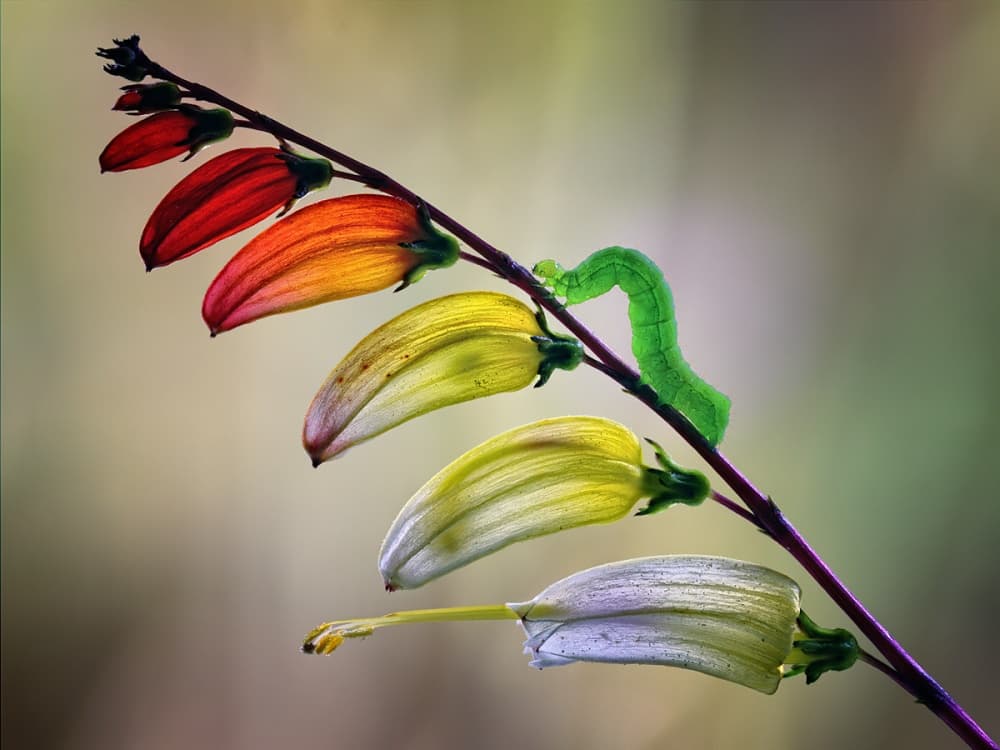 Green Caterpillar Colorful Blooms by Jimmy Hoffman — canvas wall art
