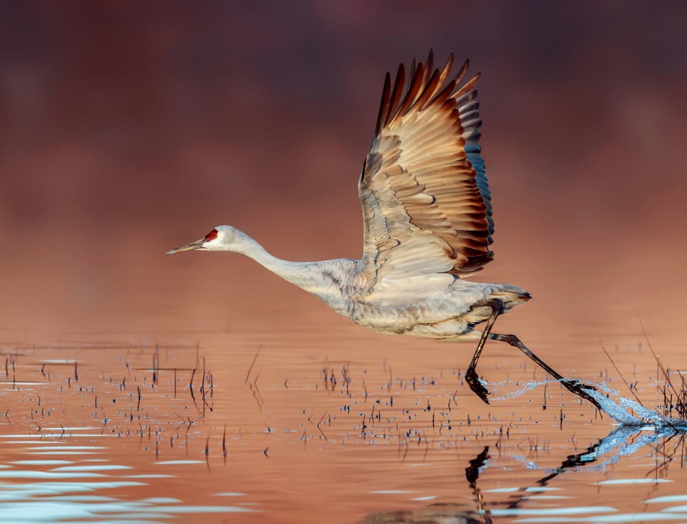Golden Hour Crane Flight by James Lu — canvas wall art