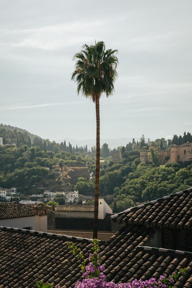 Historic City Palm View by Aimee Giles — canvas wall art