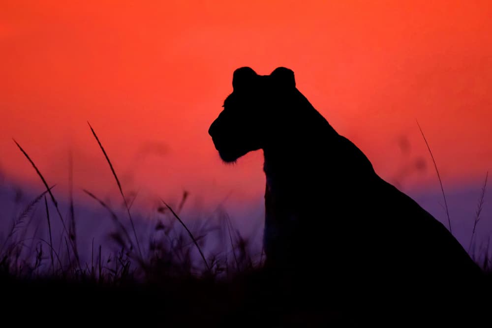 African Sunset Lioness by Xavier Ortega — canvas wall art