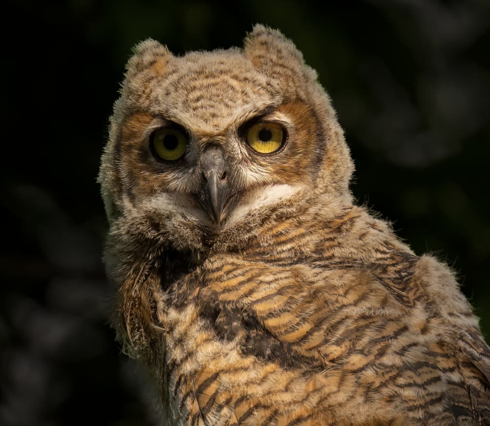 Intense Owlet Gaze by Mike He — canvas wall art