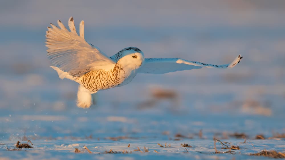Golden Light Snowy Owl by Jun Zuo — canvas wall art