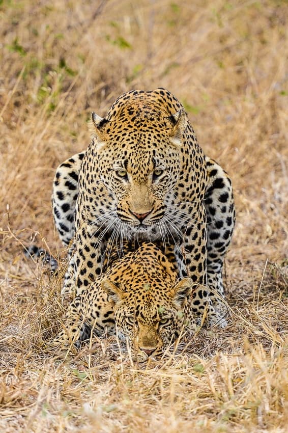 African Leopard Mating Pair by Mohammed Alnaser — canvas wall art