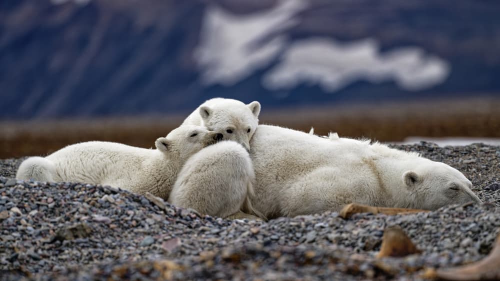 Peaceful Polar Bear Family by Som Prasad — canvas wall art