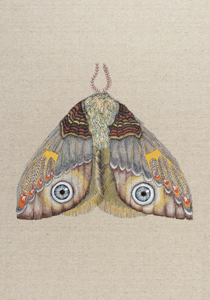 Moth With Watchful Eyes by ZAM.ROD — canvas wall art