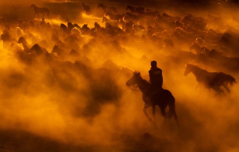 Wild Horse Stampede by Feyzullah Tunç — canvas wall art