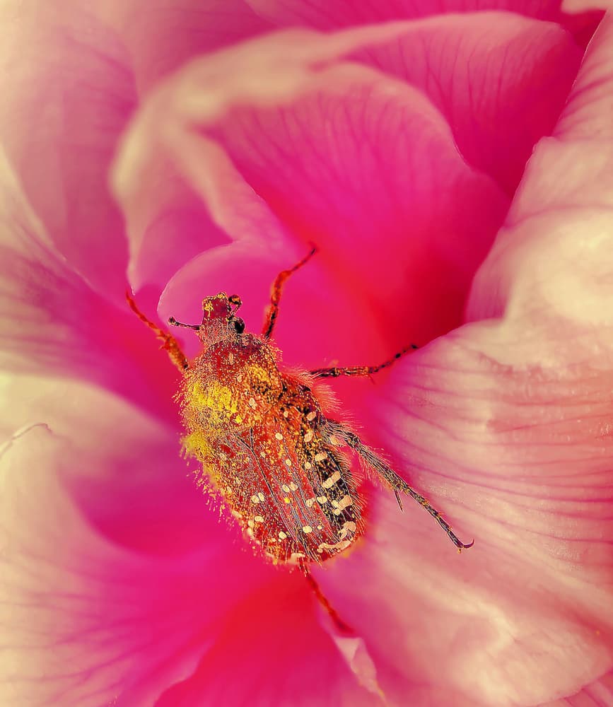 Pollen Dusted Beetle by Thierry Dufour — canvas wall art