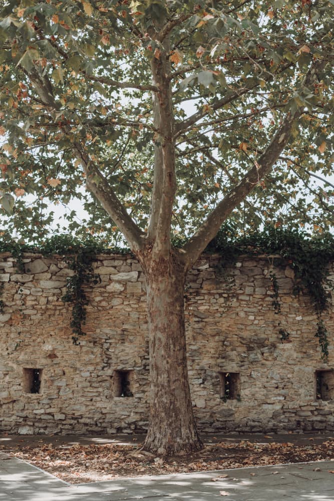 Ancient Tree Stone Wall by Aimee Giles — canvas wall art