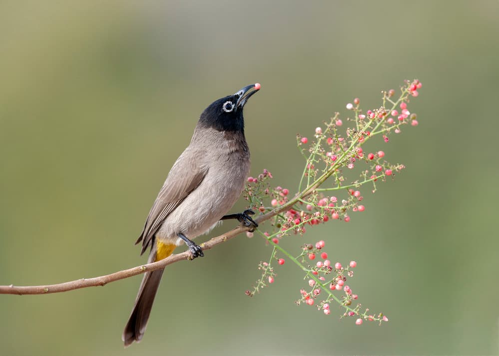 Bird on Berry Branch by Eyal Amer — canvas wall art