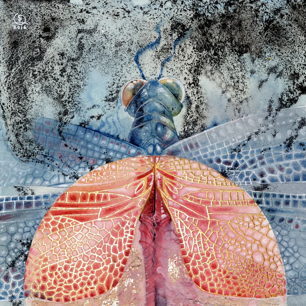 Dragonfly 1 by Stephanie Law — canvas wall art