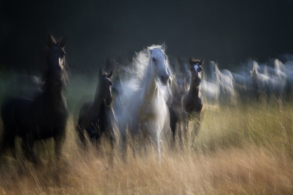 Wild Horses In Motion by Milan Malovrh — canvas wall art