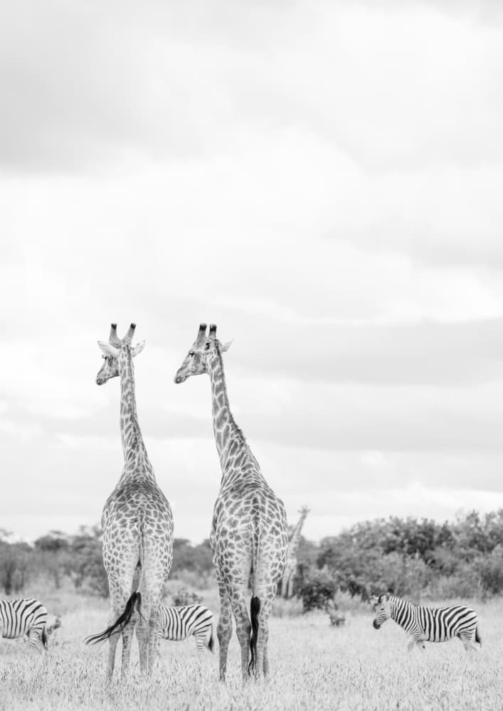 Super Safari by Shot by Clint — canvas wall art