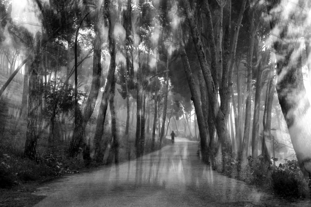 Dreamlike Forest Path by TONY GORAN — canvas wall art