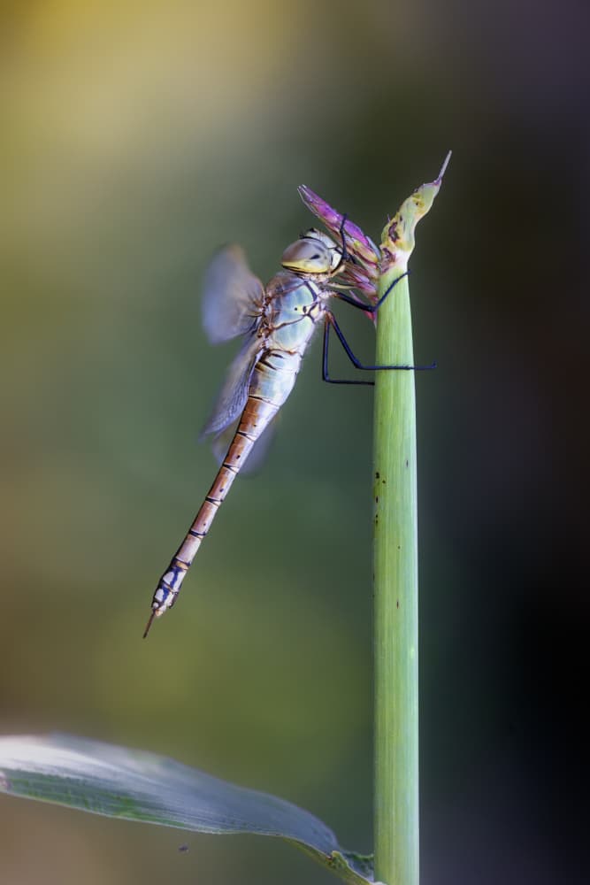 Green Dragonfly Perched by Fabrizio Daminelli — canvas wall art