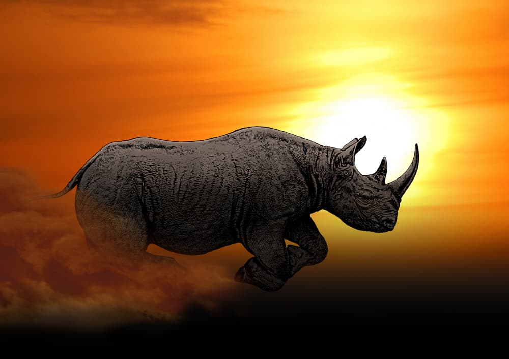 Charging Rhino Sunset by Carlo Kaminski — canvas wall art