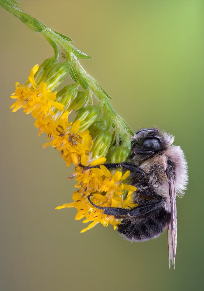 Peaceful Bee on Bloom by Atul Saluja — canvas wall art