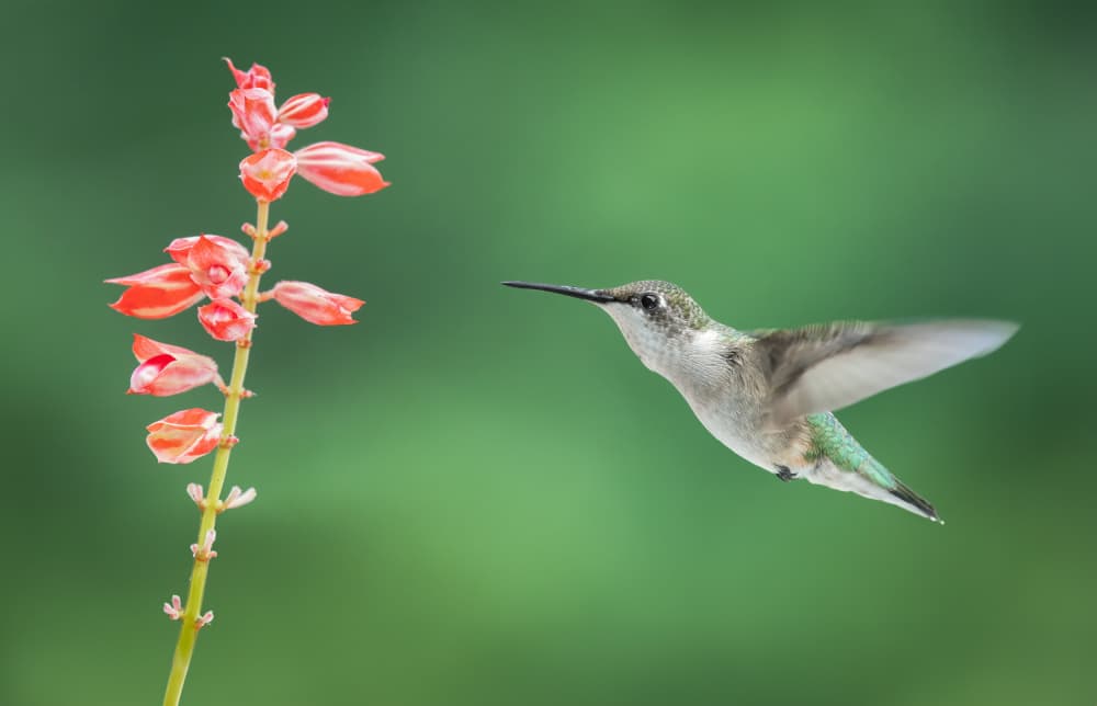 Hummingbird Near Red Flower by Atul Saluja — canvas wall art