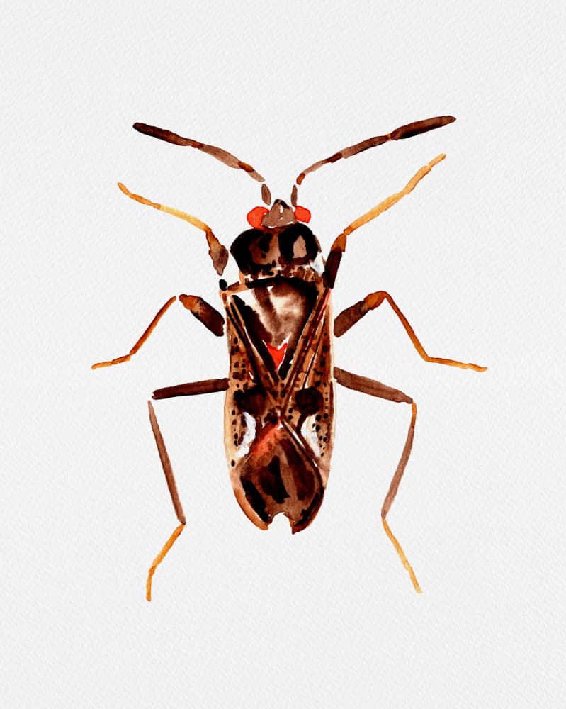 Red Eyed Insect by Kata Botanical — canvas wall art