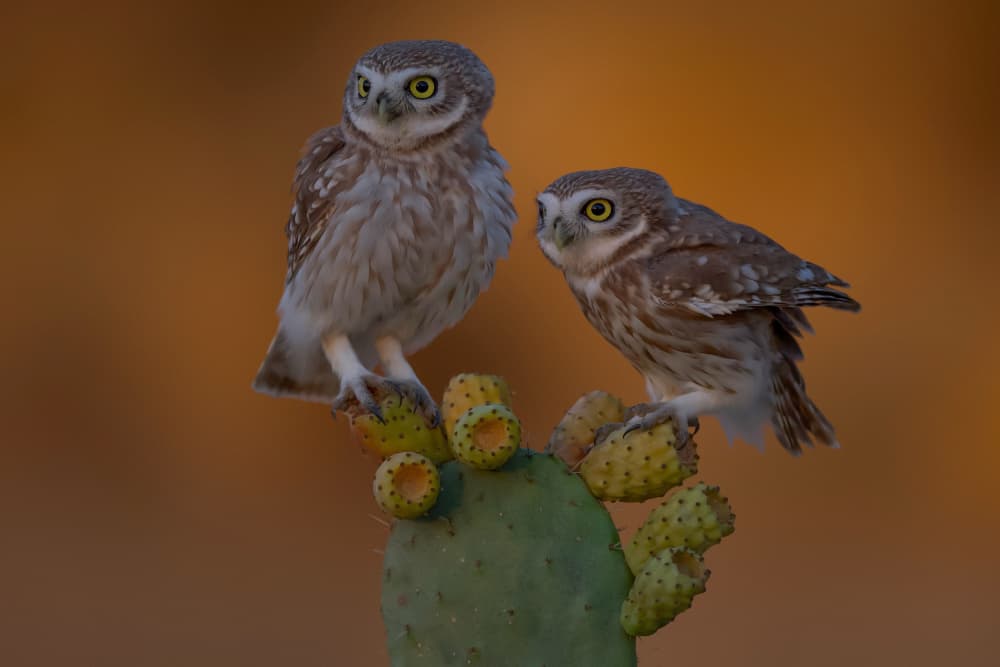 Desert Owl Companions by David Manusevich — canvas wall art