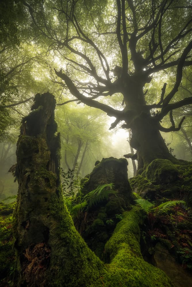 Misty Enchanted Forest by Carlos Gonzalez — canvas wall art