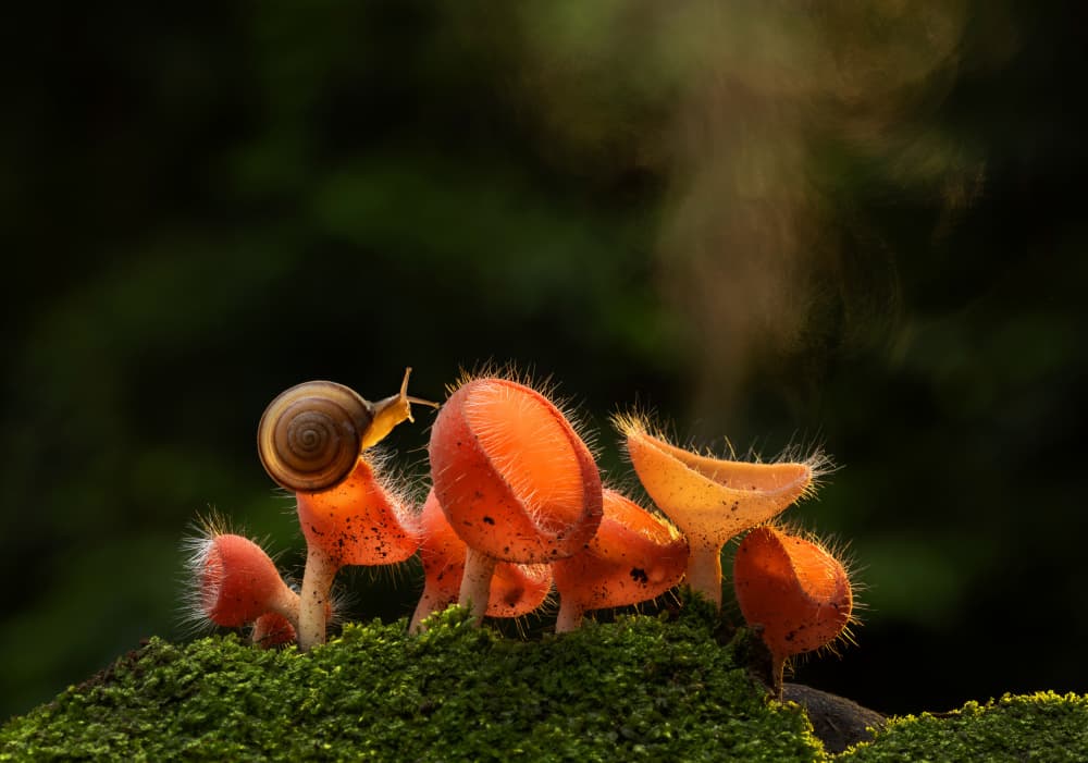 Snail on Orange Mushrooms by Rawisyah Aditya — canvas wall art