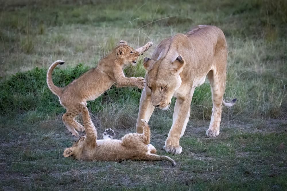 Wild Cub Play by Mark Strom — canvas wall art
