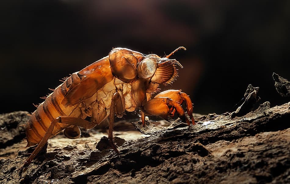 Cicada Exoskeleton by Jimmy Hoffman — canvas wall art