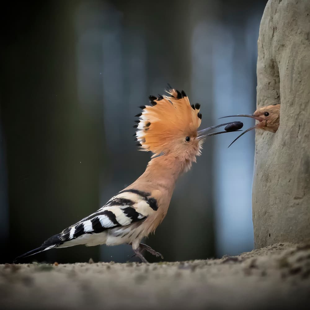 Hoopoe Feeds Baby Bird by Fion Wong — canvas wall art