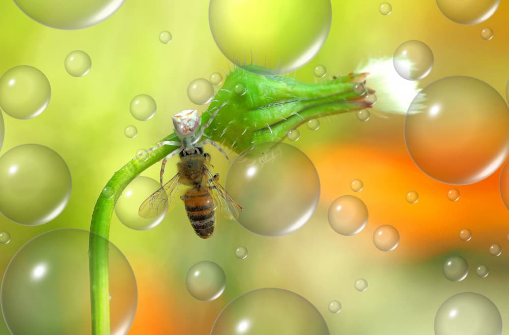 Crab Spider Catches Bee by Thierry Dufour — canvas wall art