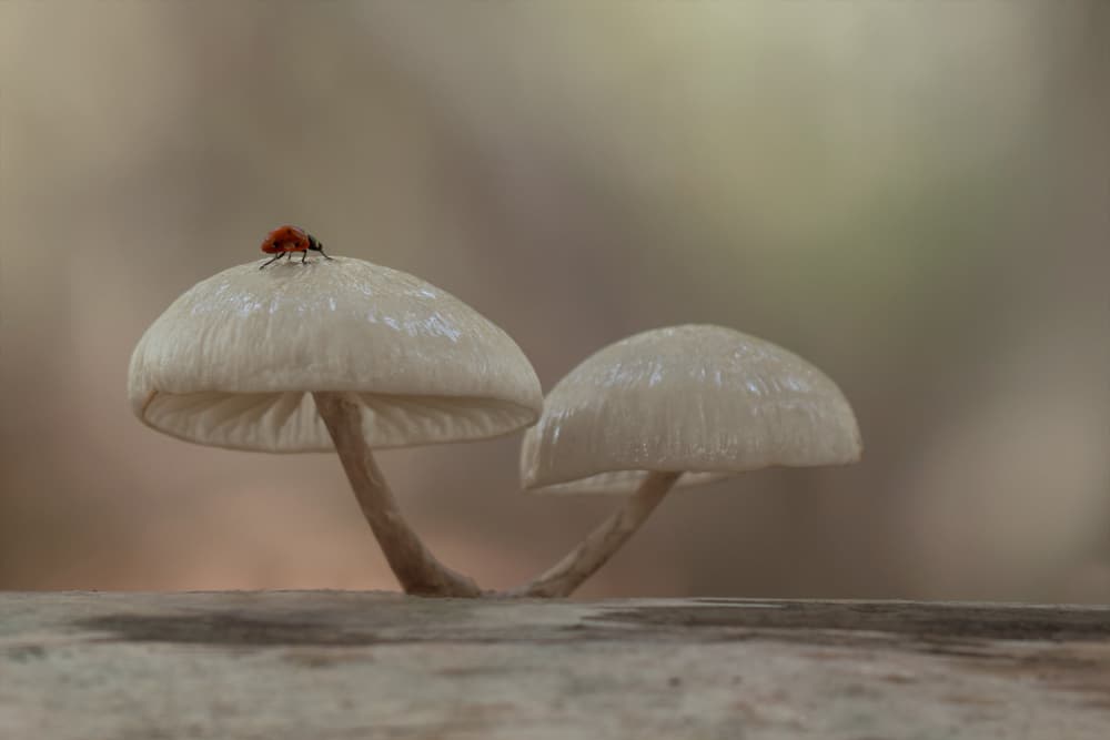 Ladybug On Mushroom by Daan de Vos — canvas wall art