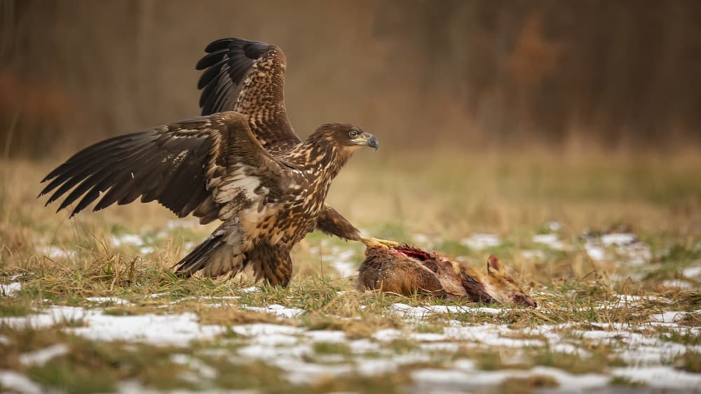 Winter Eagle Hunt by Kieran O Mahony AIPF — canvas wall art