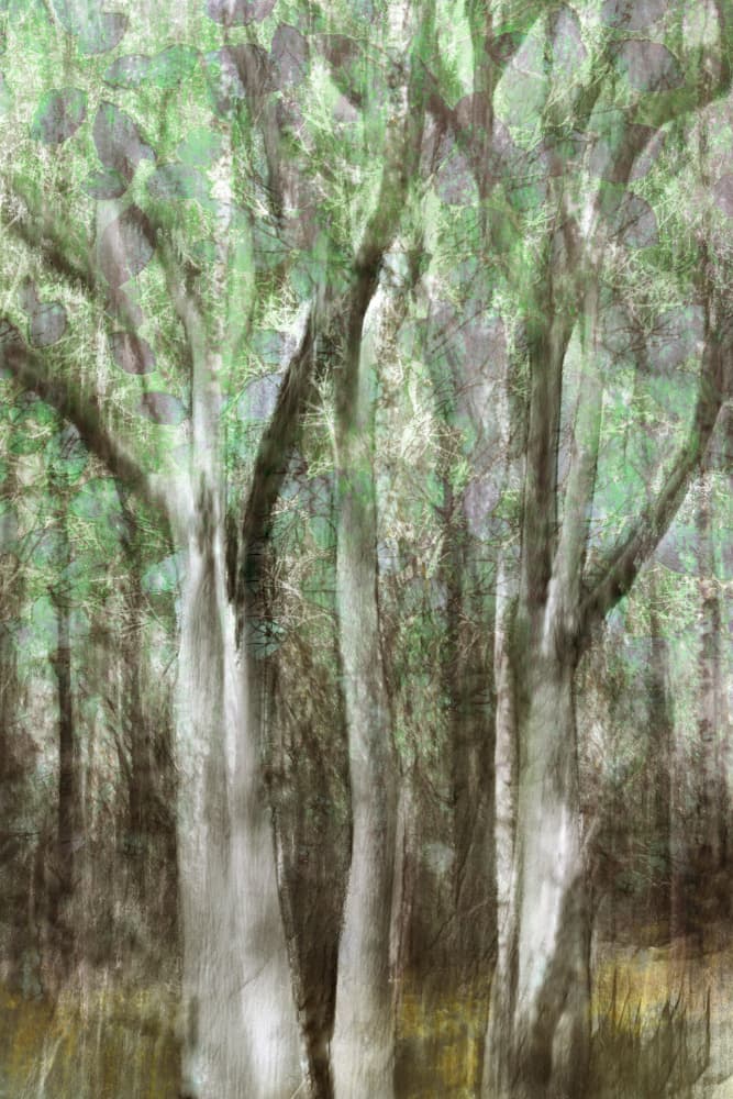 Abstract Woodland Serenity by Christina Sillen — canvas wall art