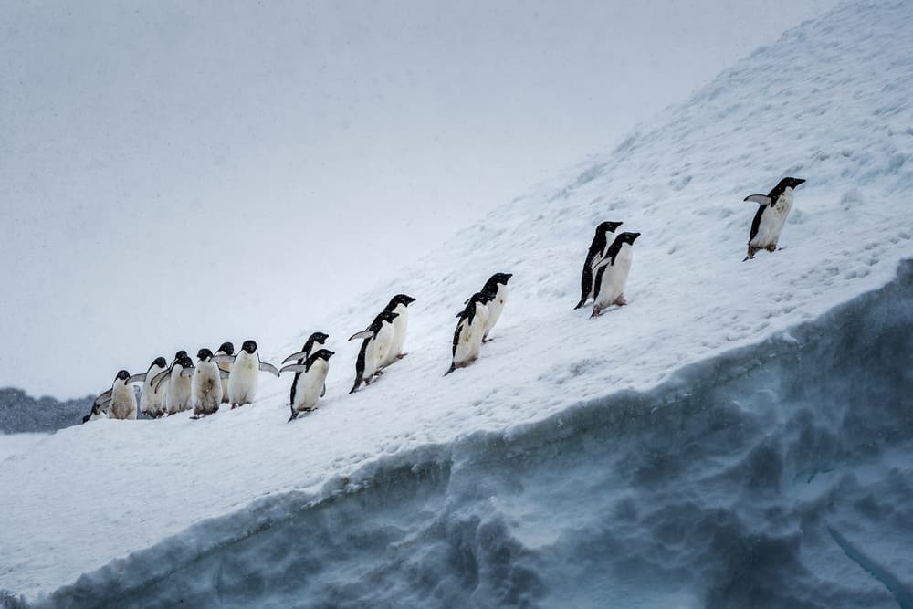 Adélie Penguin March by Jie Fischer — canvas wall art