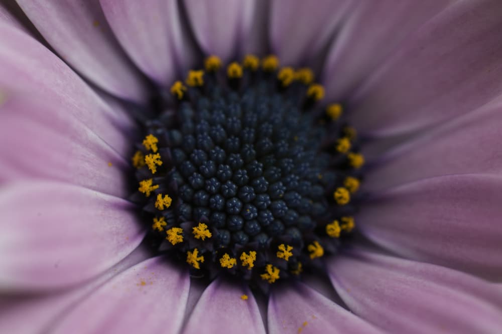 Lavender Bloom Macro by Javier Pardina — canvas wall art