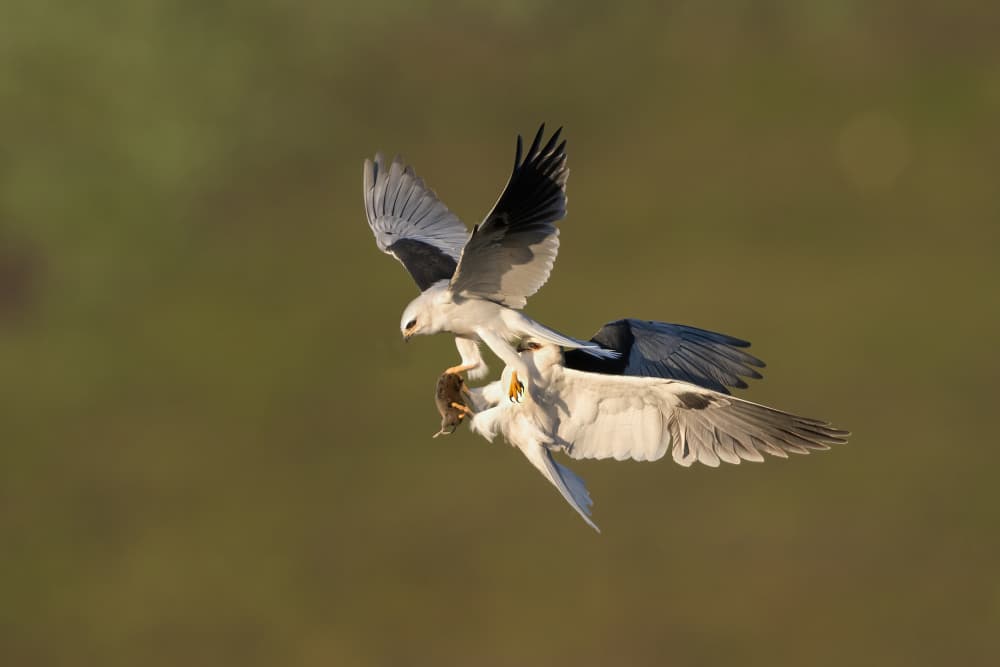 Kites Mid-Air Food Transfer by Bill Lu — canvas wall art