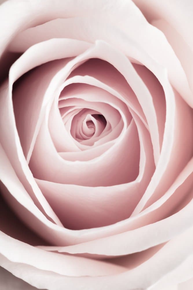 Pink Rose Swirl by Pictufy Studio III — canvas wall art
