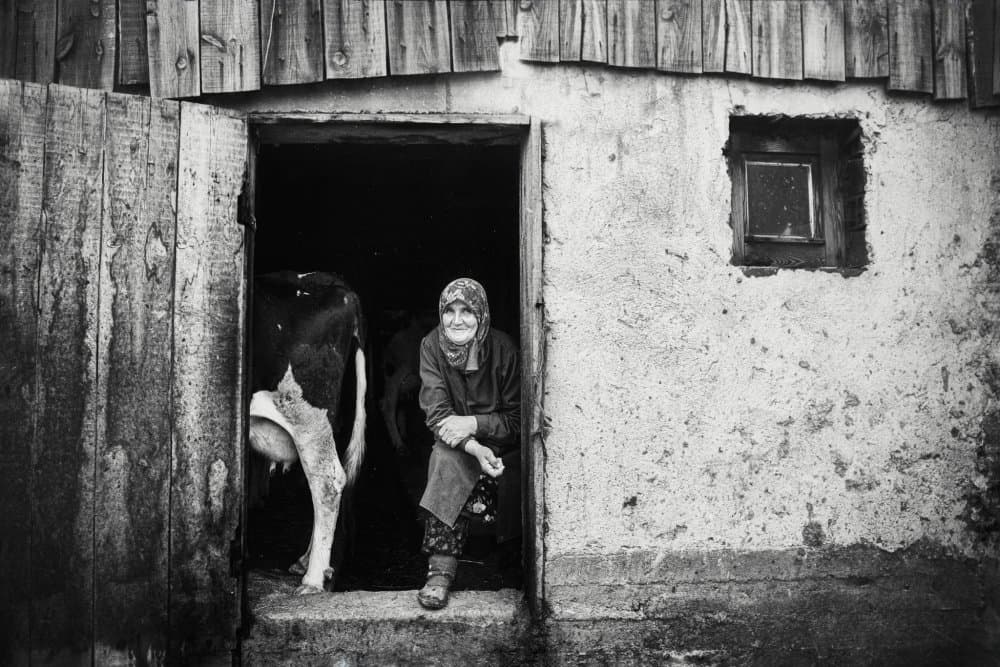 Smiling Woman and Cow by Todor Tanev — canvas wall art