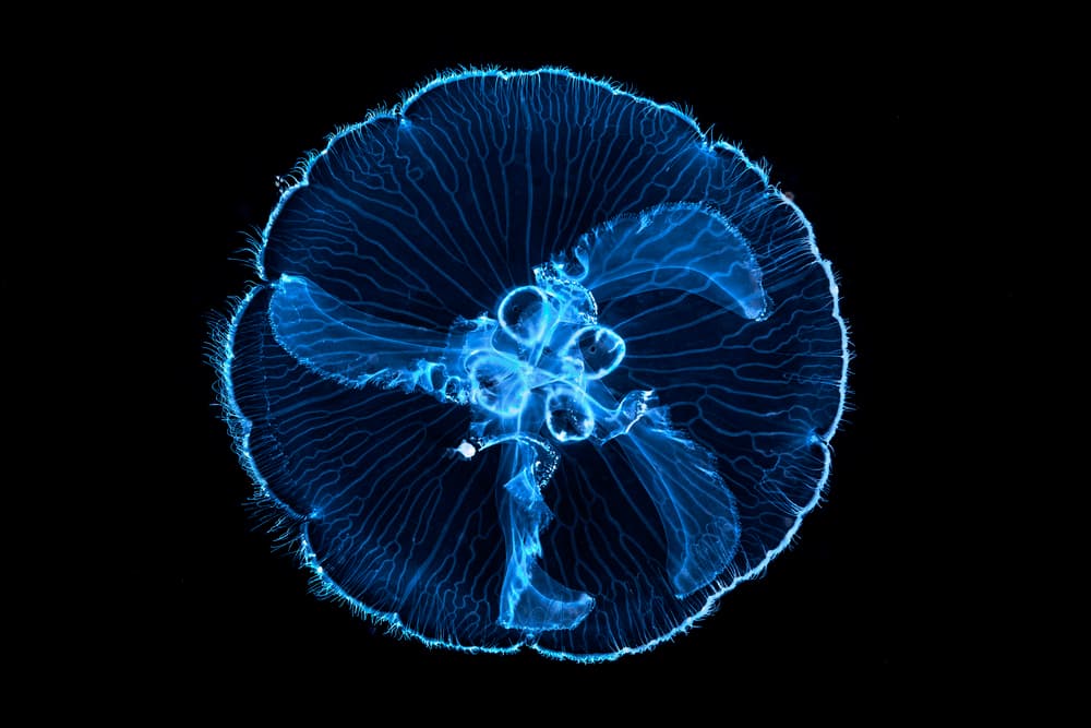 **Blue Bioluminescent Jellyfish** by Barathieu Gabriel — canvas wall art