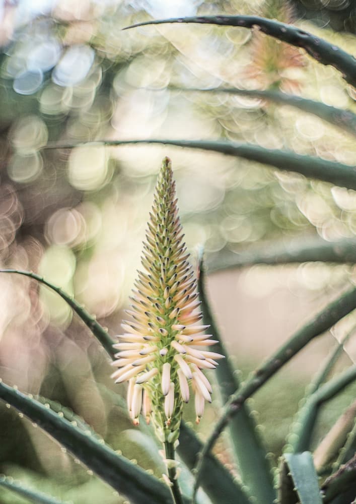Succulent Serenity by Shot by Clint — canvas wall art