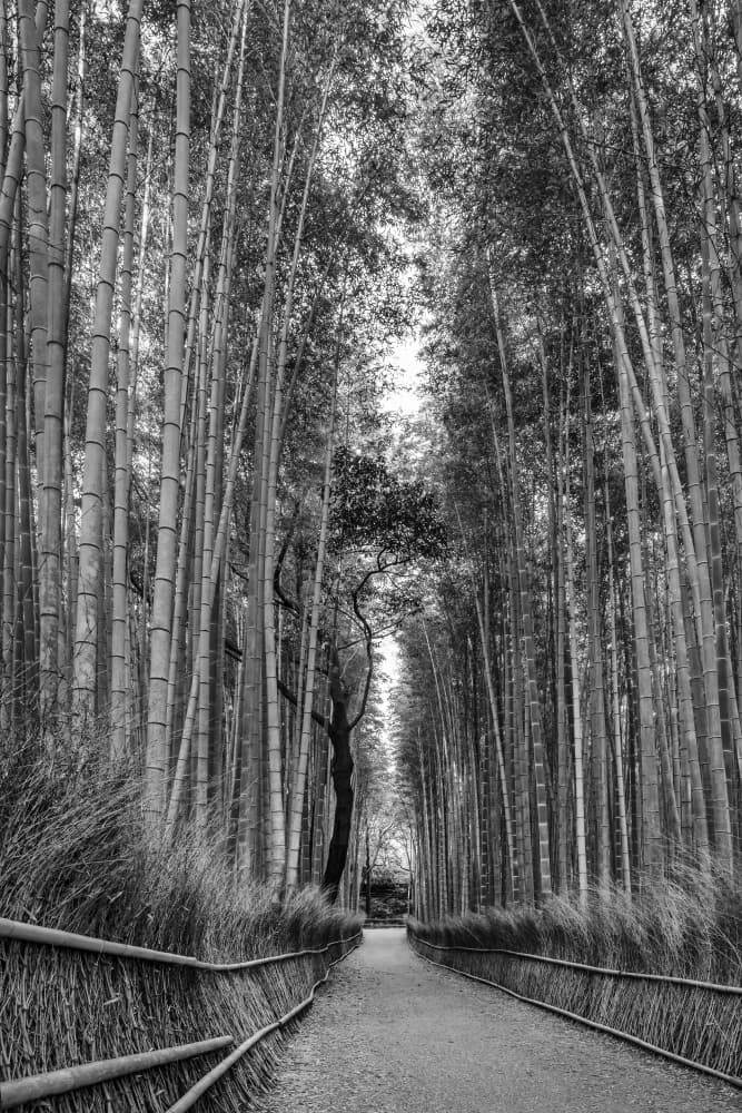 Zen Bamboo Pathway by Melanie Viola — canvas wall art
