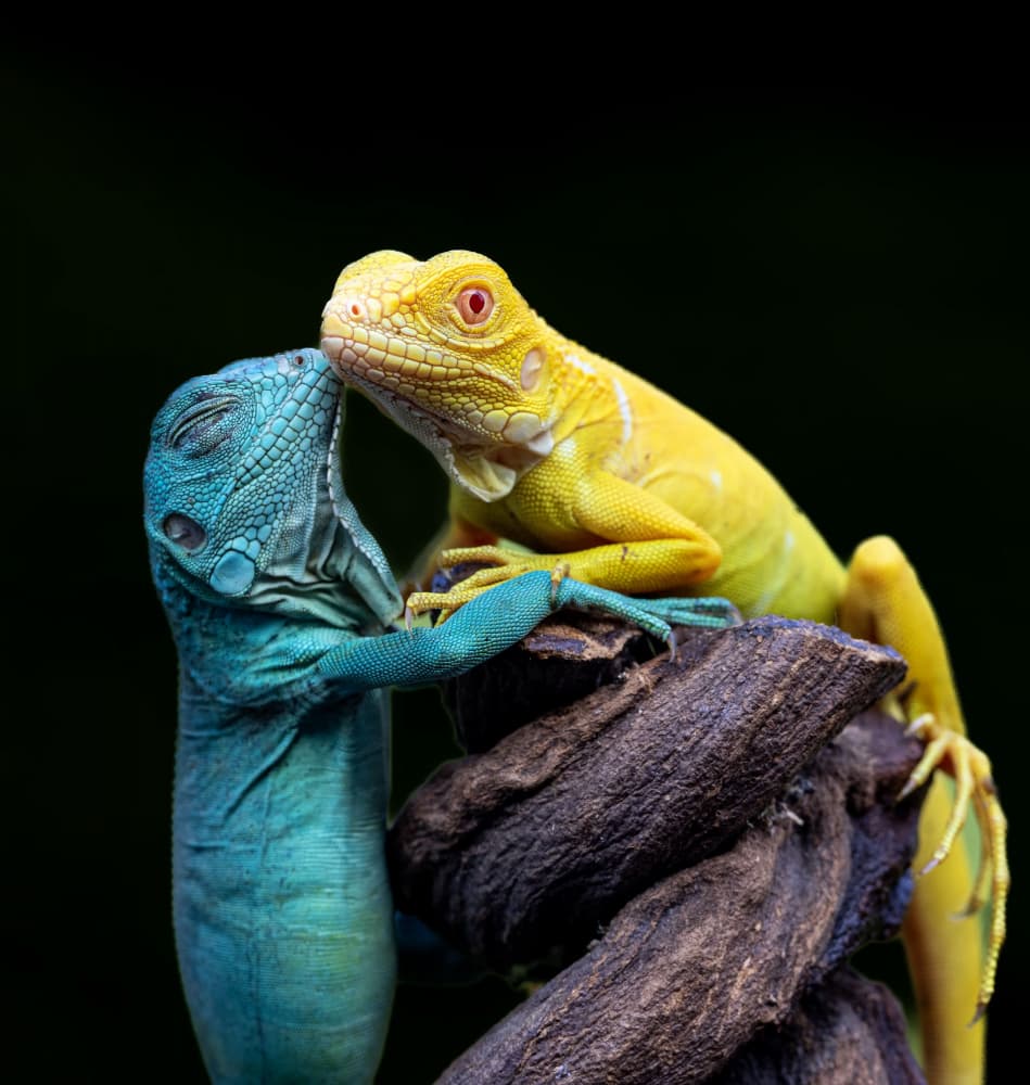 Iguana Affection by Sally Widjaja — canvas wall art
