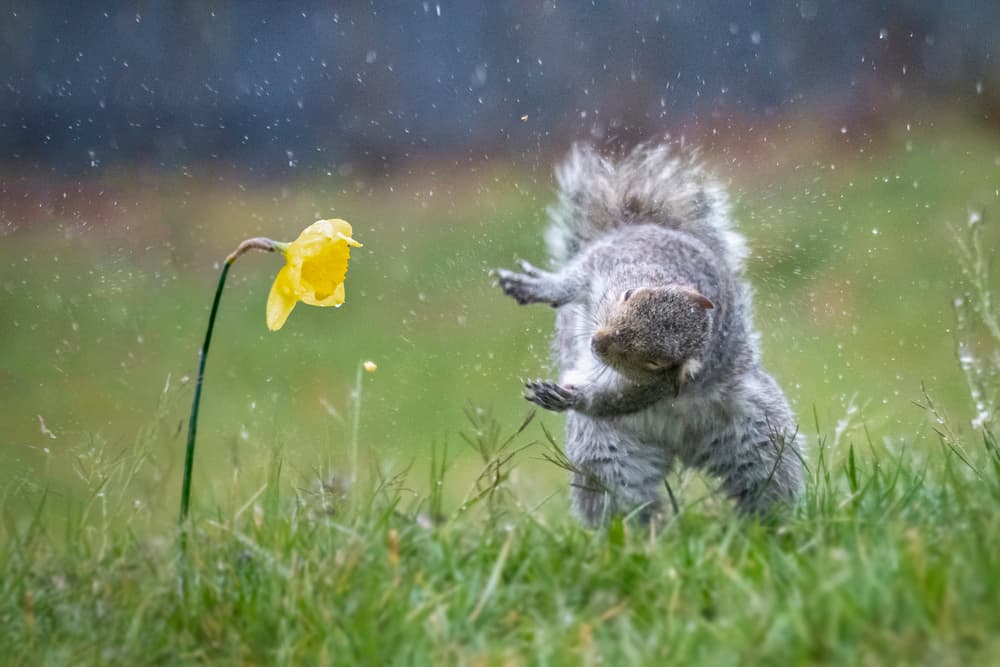 Dancing Rain Squirrel by Rob Li — canvas wall art
